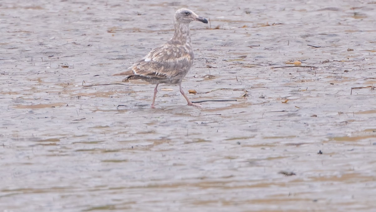 Western Gull - ML619883992