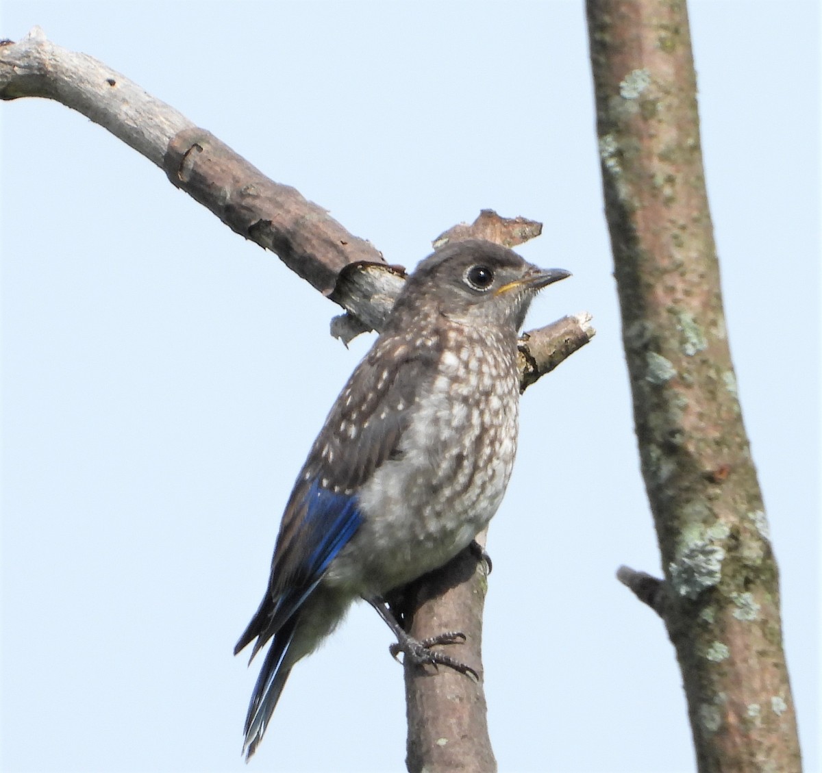 Eastern Bluebird - ML619883994