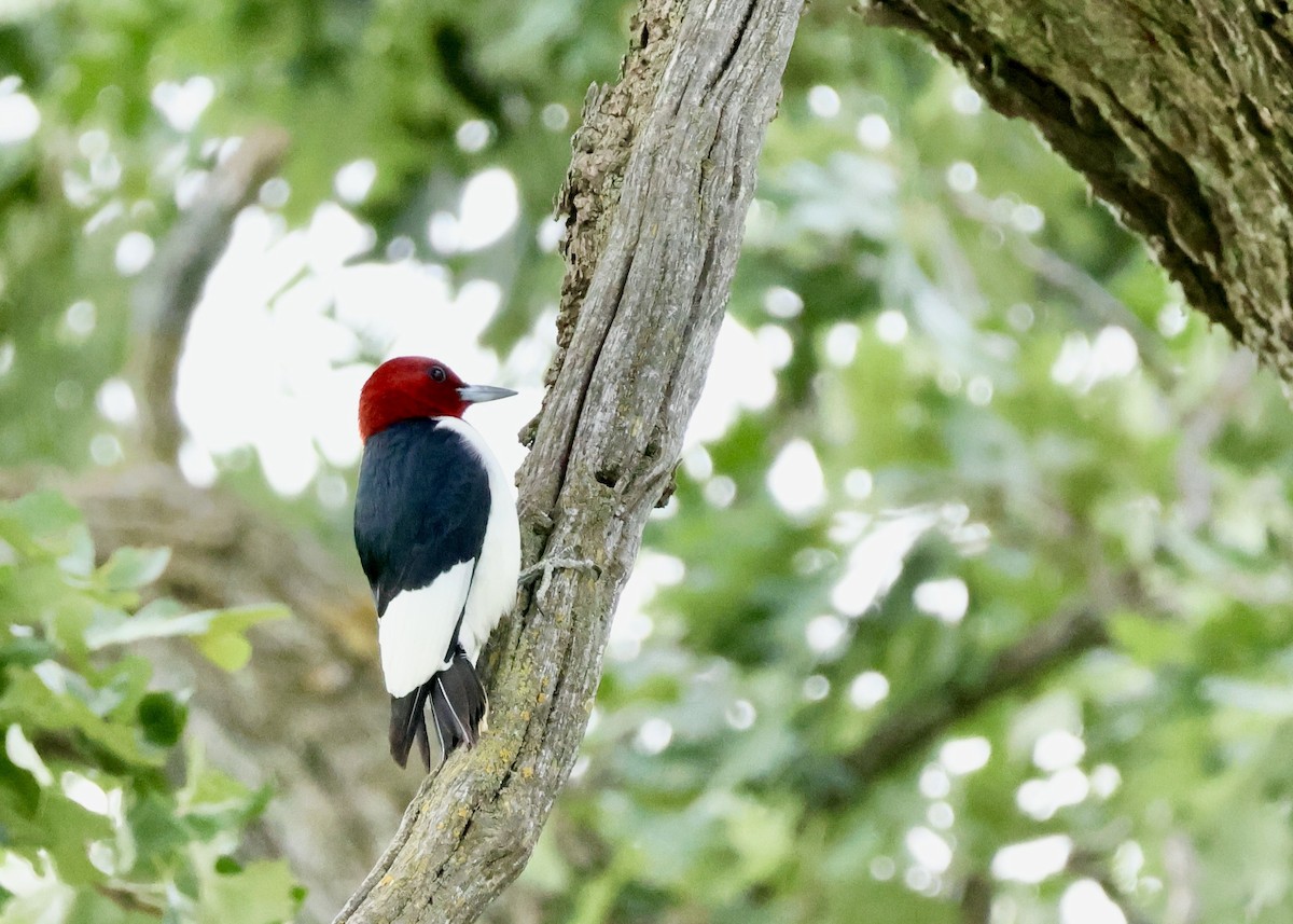 Red-headed Woodpecker - ML619884004