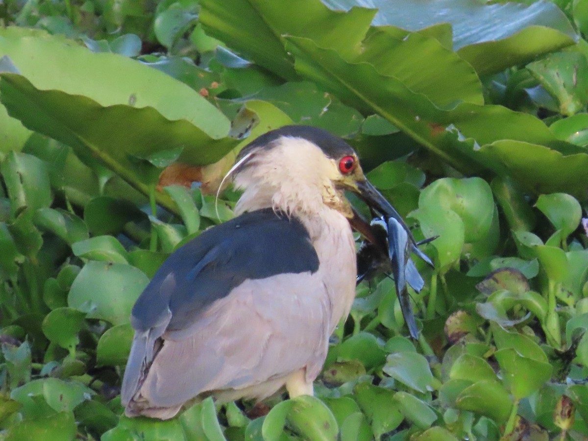 Black-crowned Night Heron - ML619884005