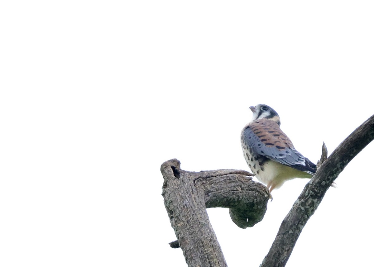 American Kestrel - Nikhil Kumaranayagam