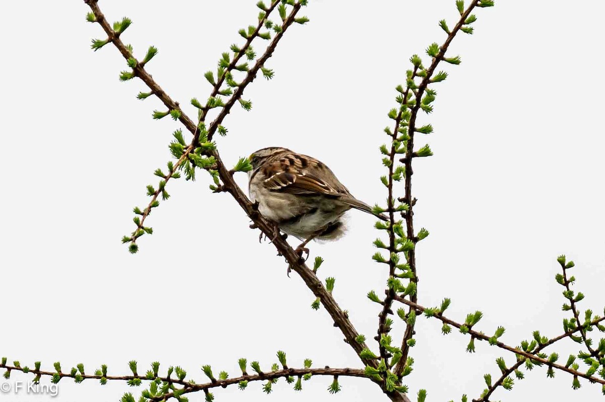 White-throated Sparrow - ML619884021