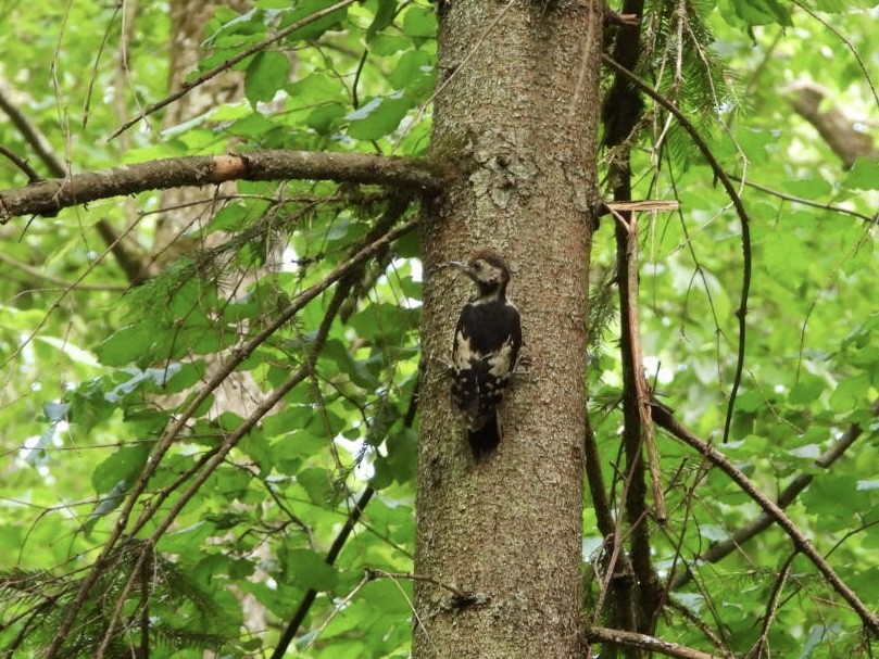 Middle Spotted Woodpecker - ML619884033