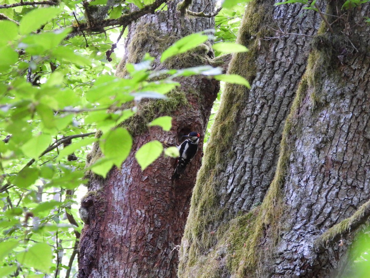 Great Spotted Woodpecker - ML619884035