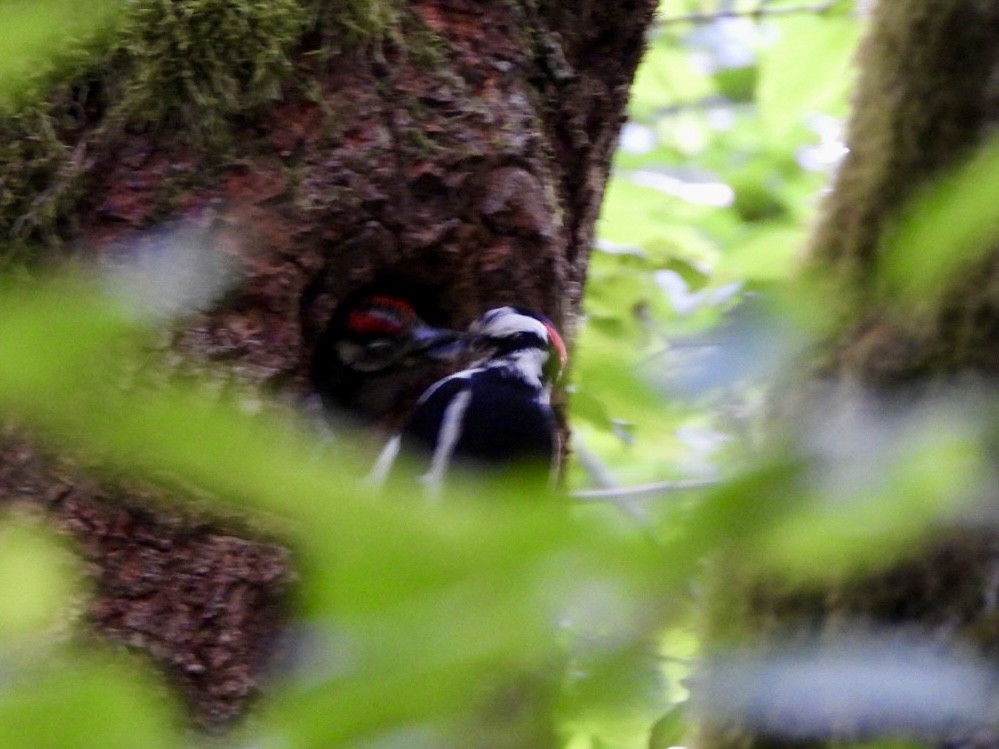 Great Spotted Woodpecker - ML619884036