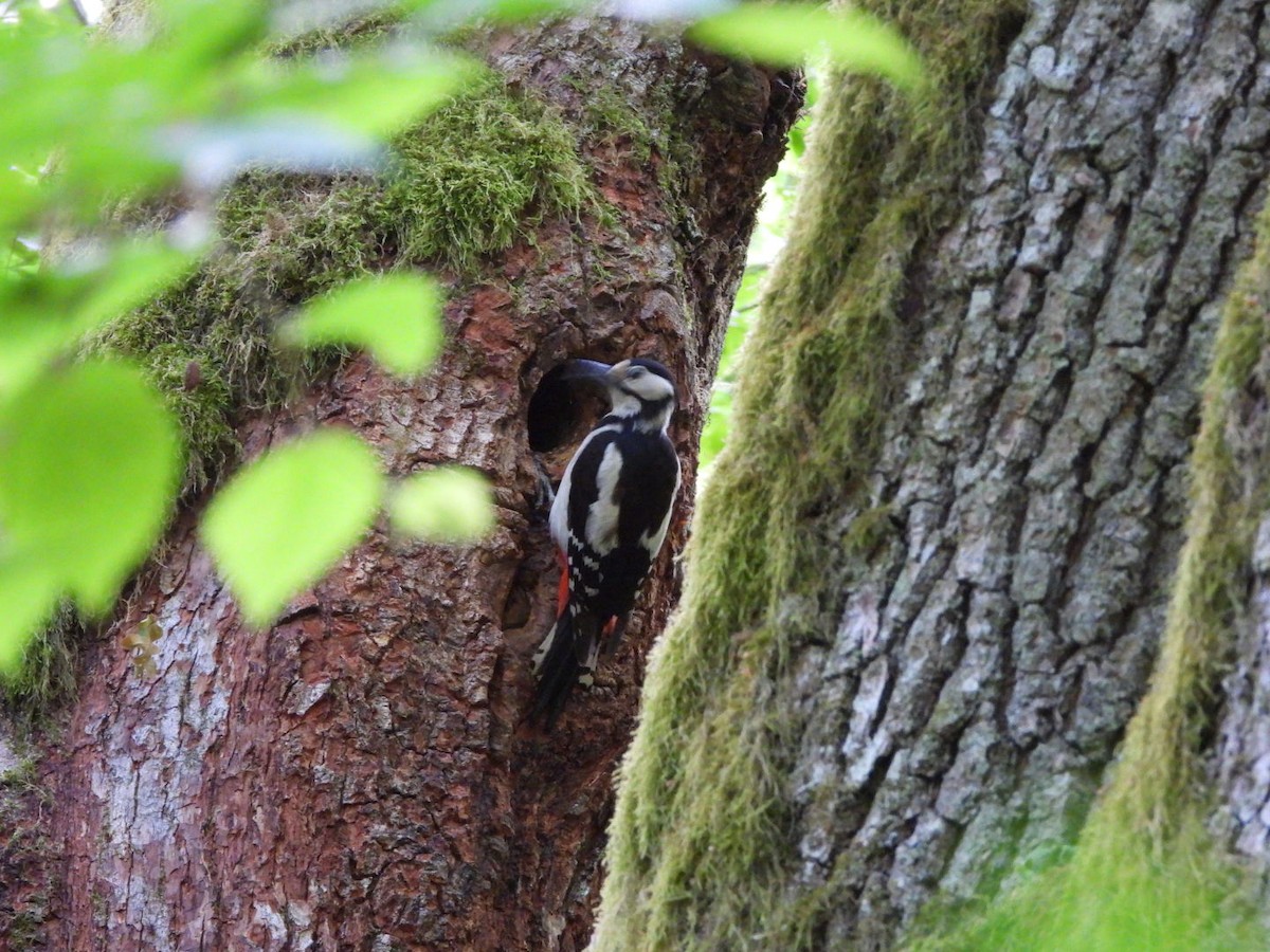 Great Spotted Woodpecker - ML619884037