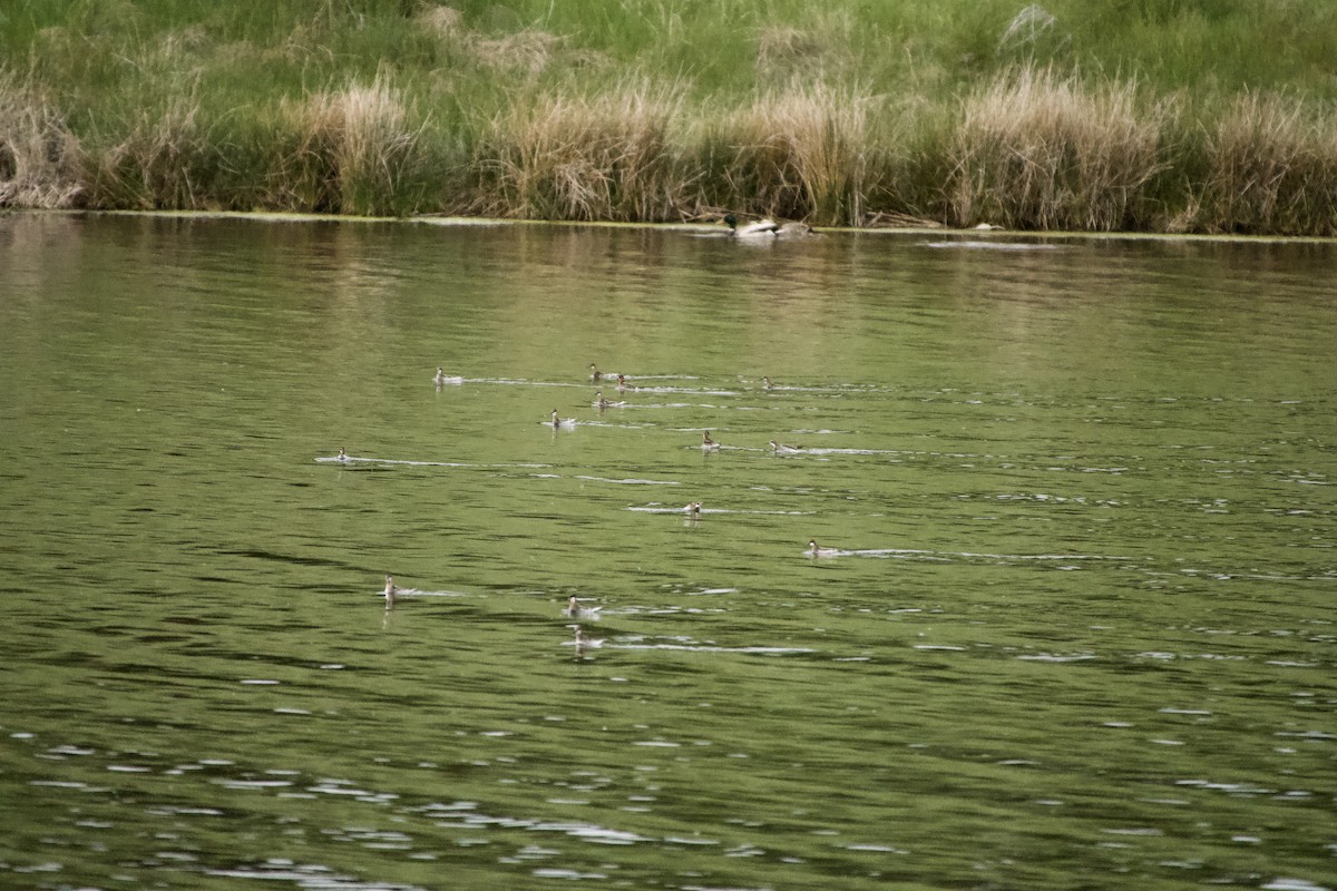 Wilson's Phalarope - ML619884038