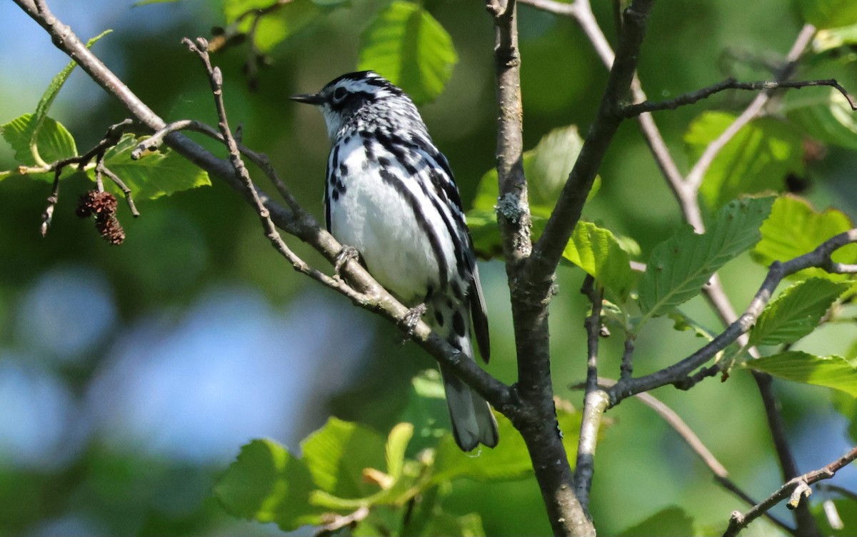 Black-and-white Warbler - ML619884041