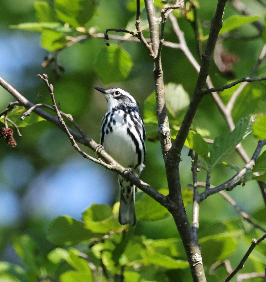 Black-and-white Warbler - ML619884042