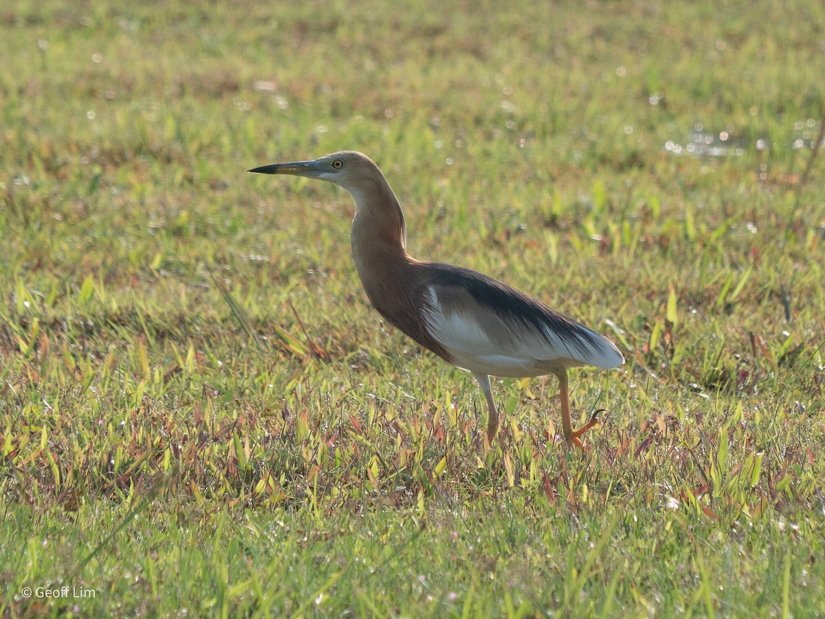 Javan Pond-Heron - ML619884051