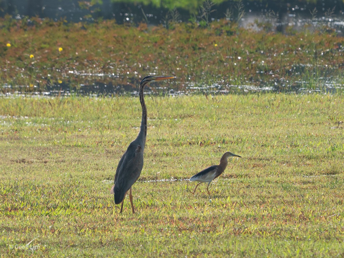 Javan Pond-Heron - ML619884054