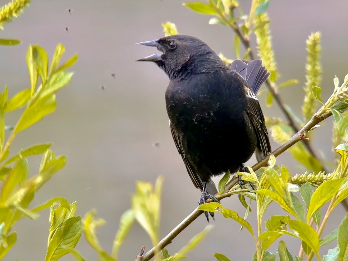 Red-winged Blackbird - ML619884073