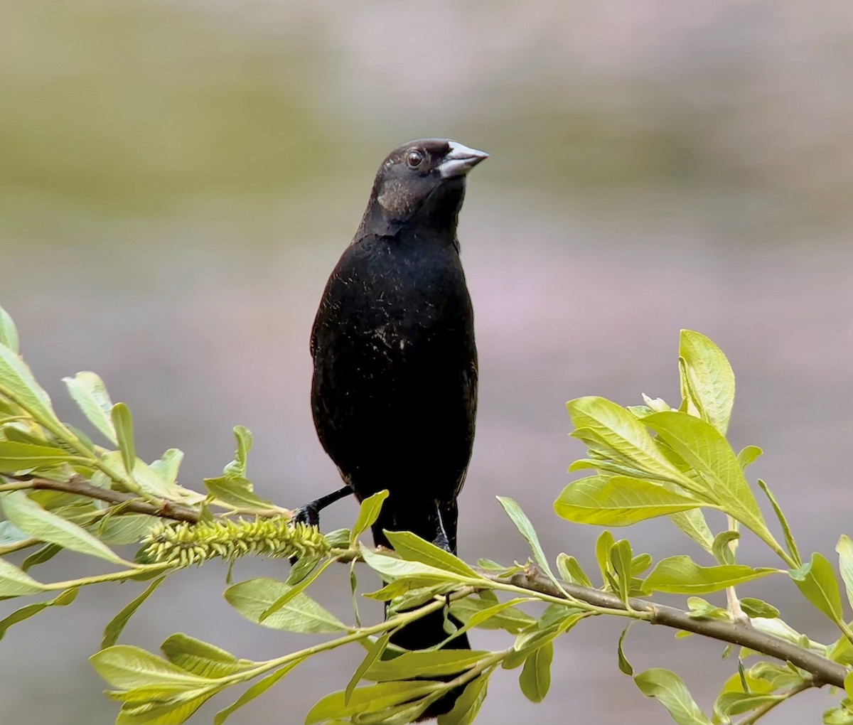 Red-winged Blackbird - ML619884076