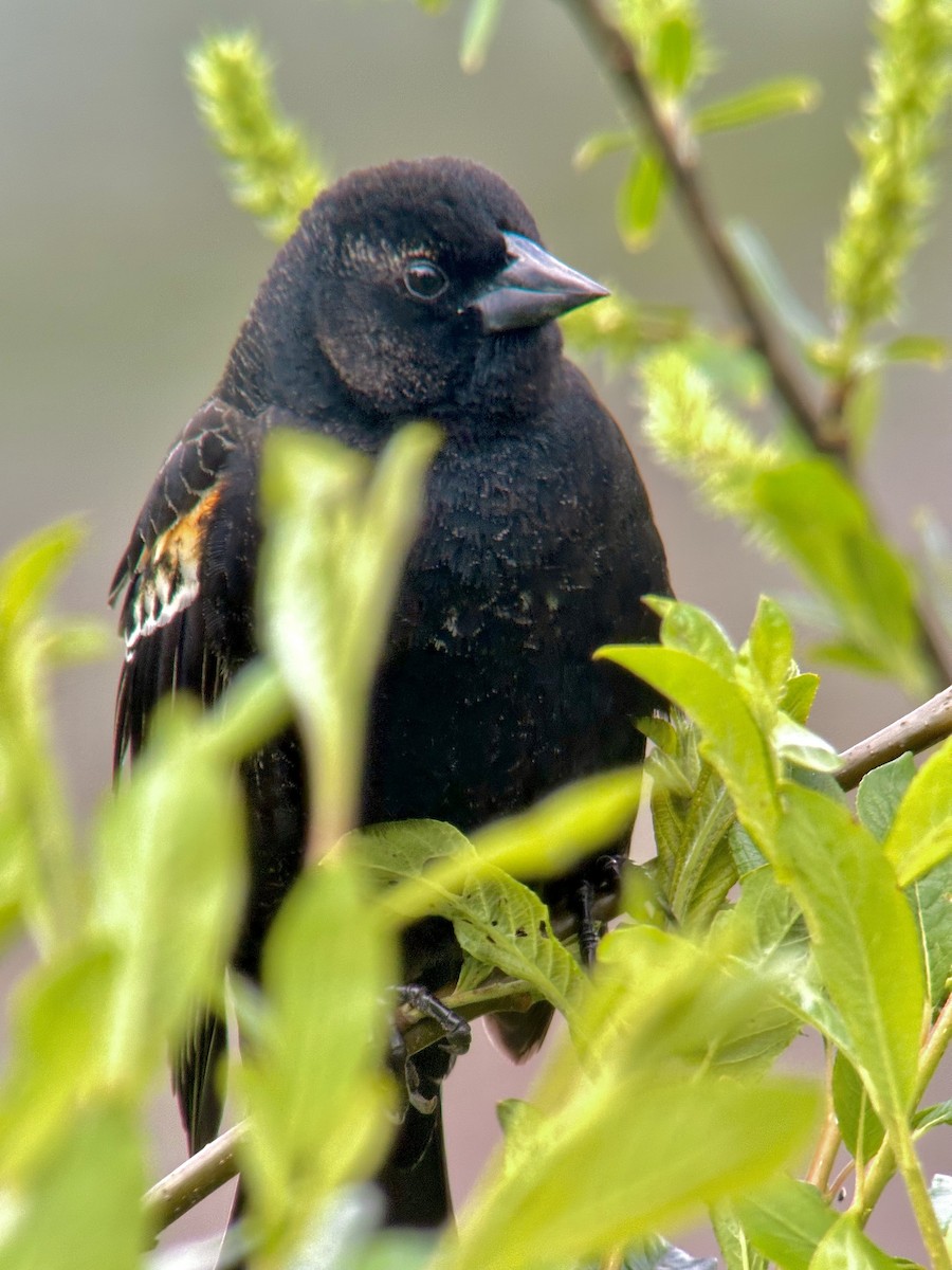 Red-winged Blackbird - ML619884077