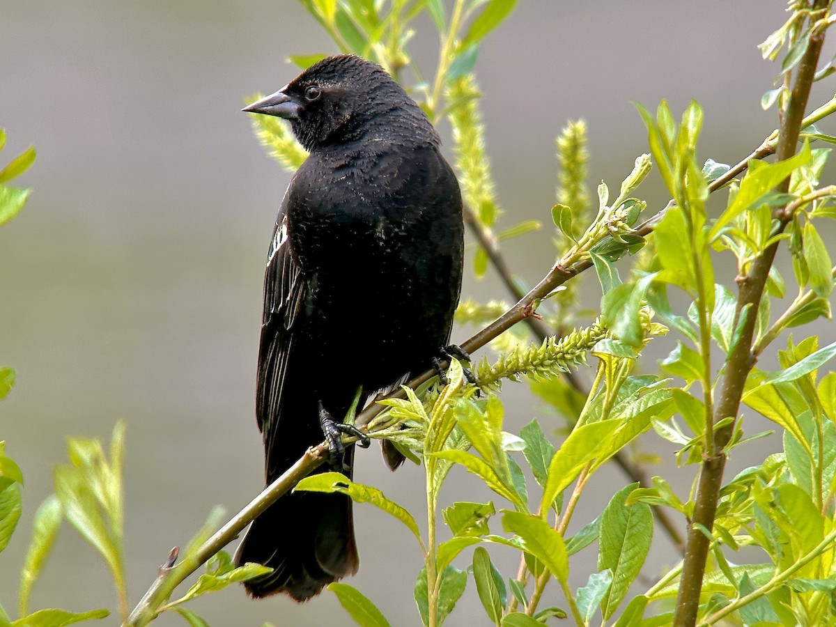 Red-winged Blackbird - ML619884079