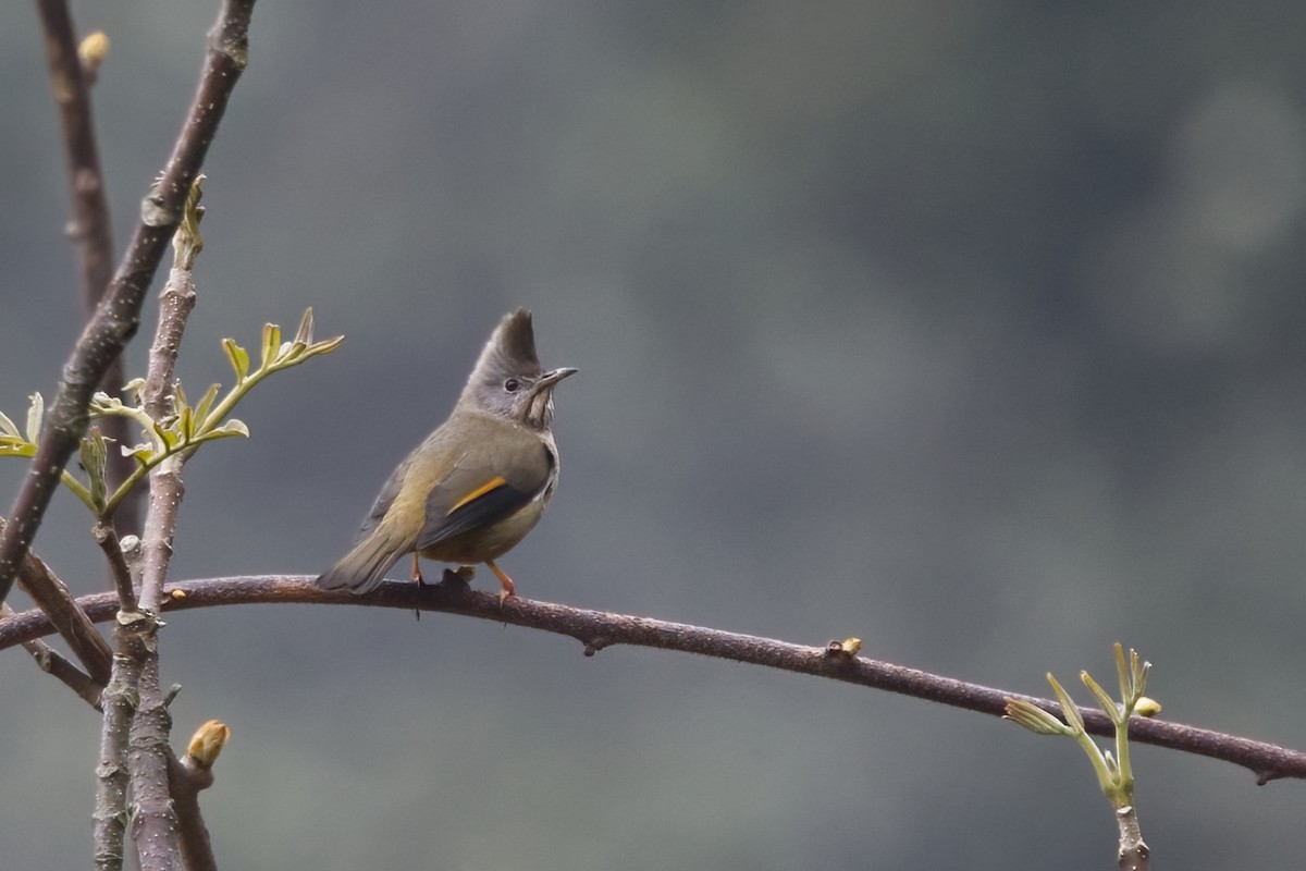 Stripe-throated Yuhina - ML619884081