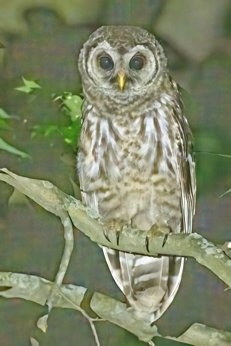 Barred Owl - ML619884089