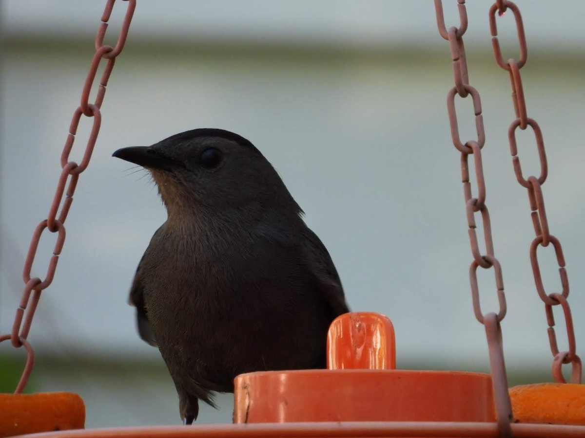 Gray Catbird - Stephanie Bishop