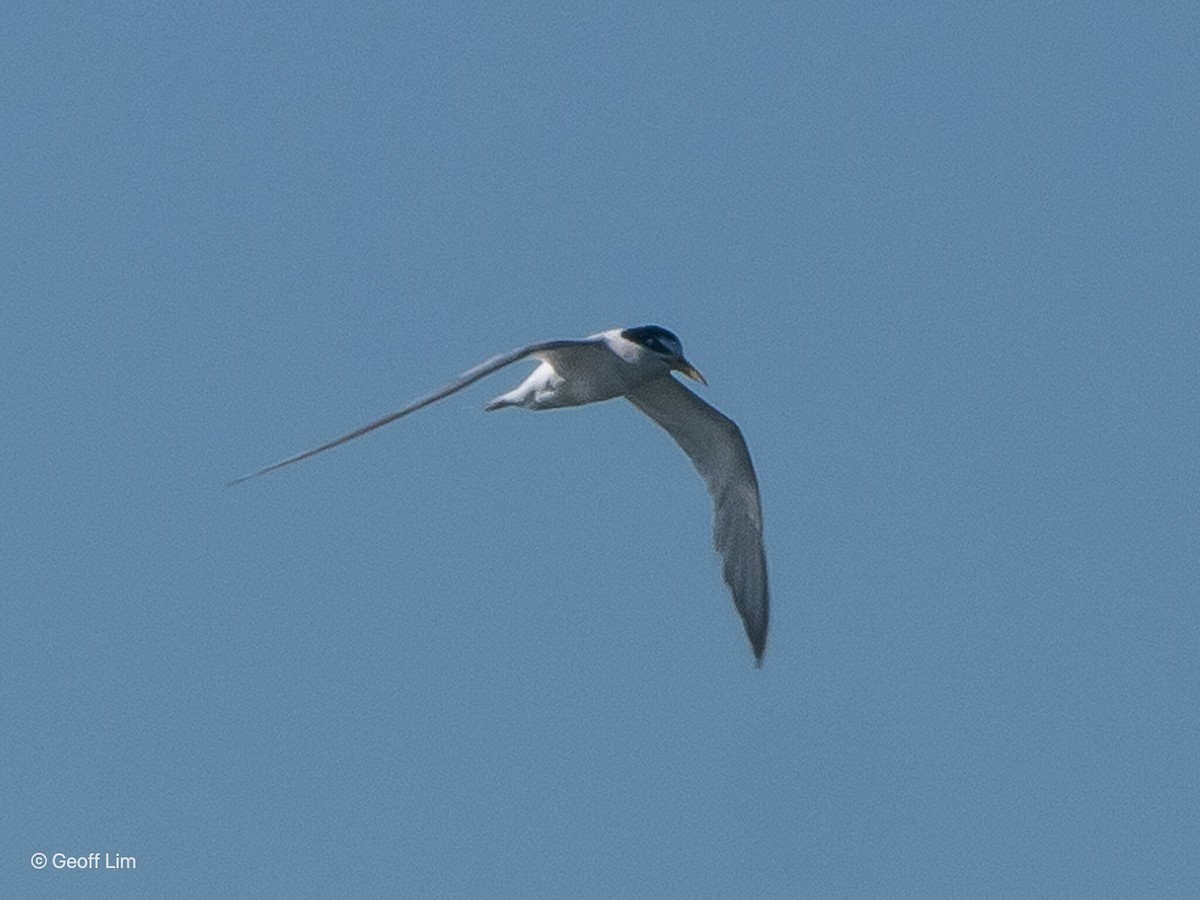 Little Tern - ML619884131