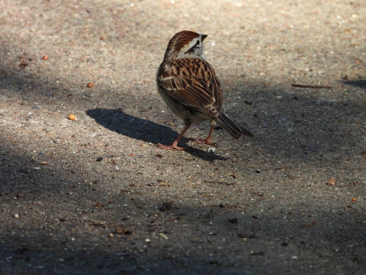 Chipping Sparrow - ML619884132