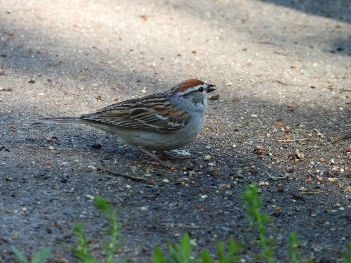 Chipping Sparrow - ML619884136