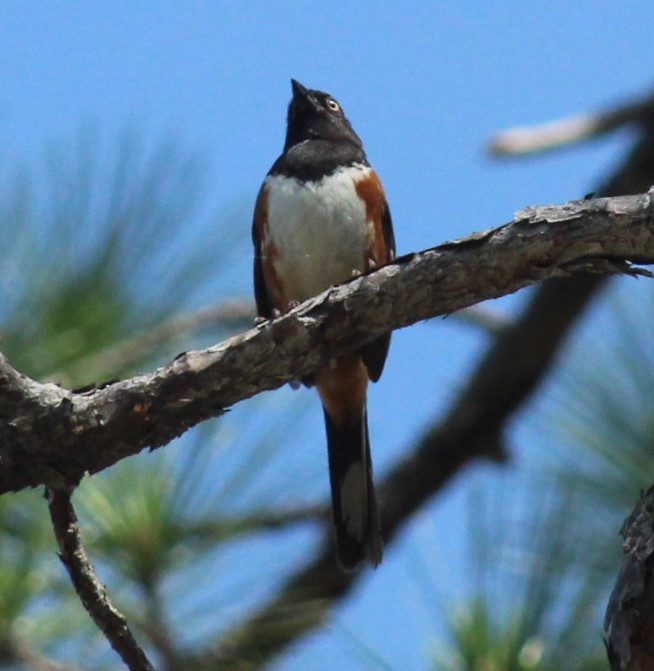 Eastern Towhee - Mark Hughes