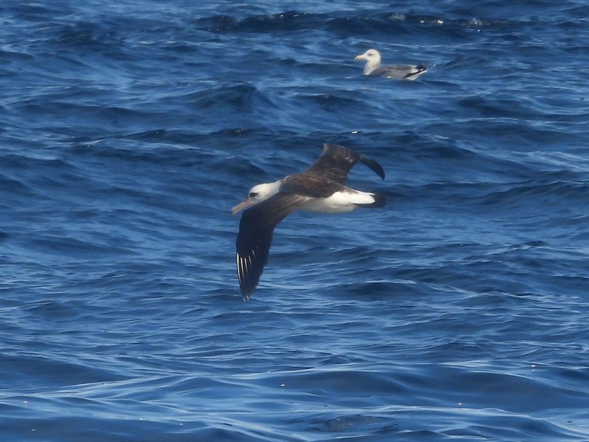 Темноспинный альбатрос - ML619884158