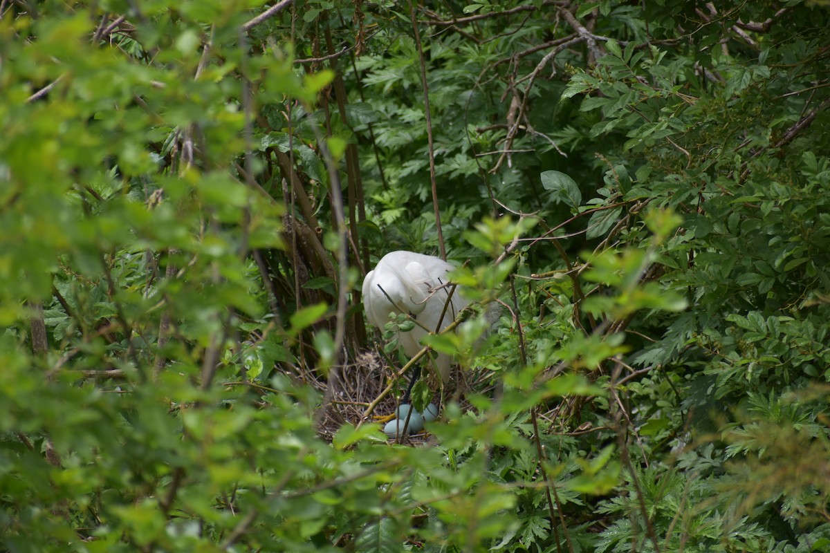 Snowy Egret - ML619884163