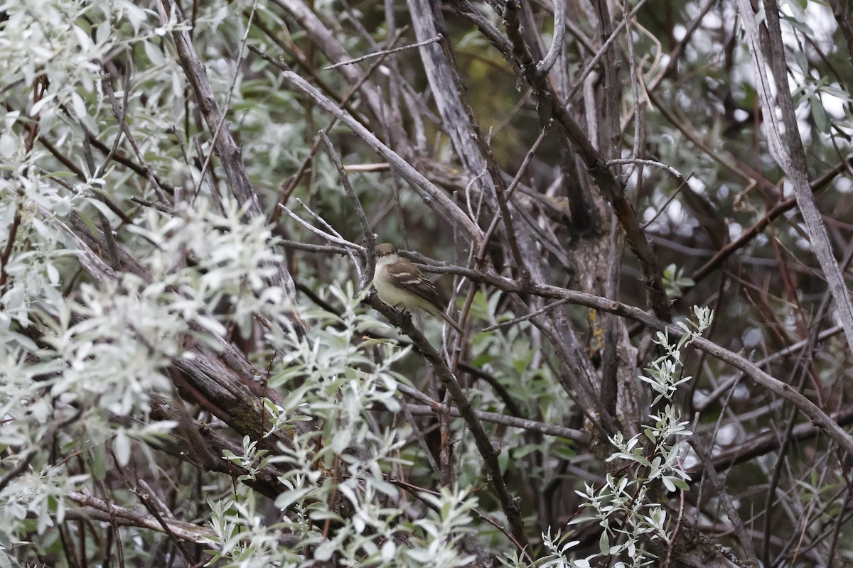 Alder/Willow Flycatcher (Traill's Flycatcher) - ML619884172