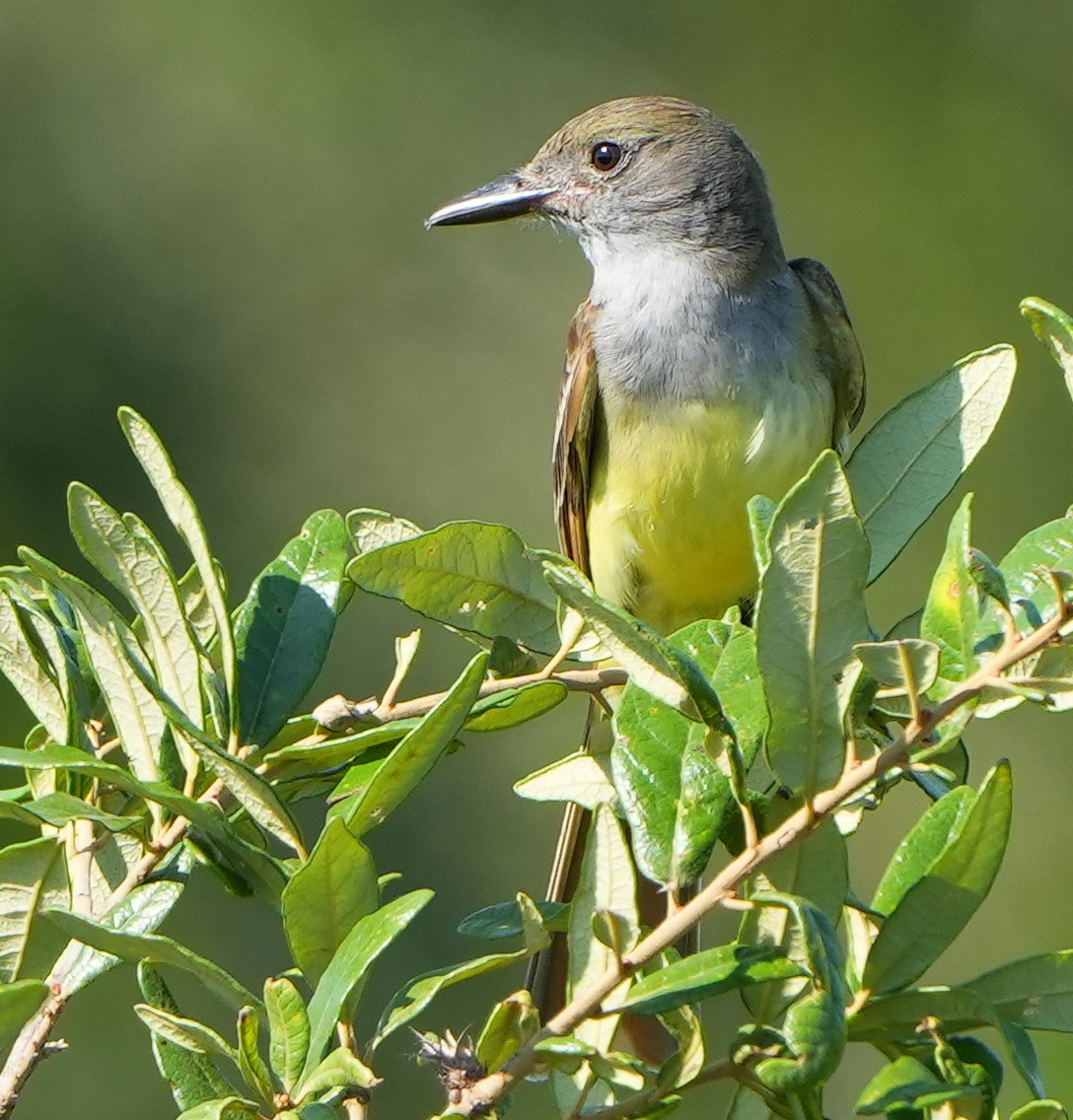 Great Crested Flycatcher - ML619884176