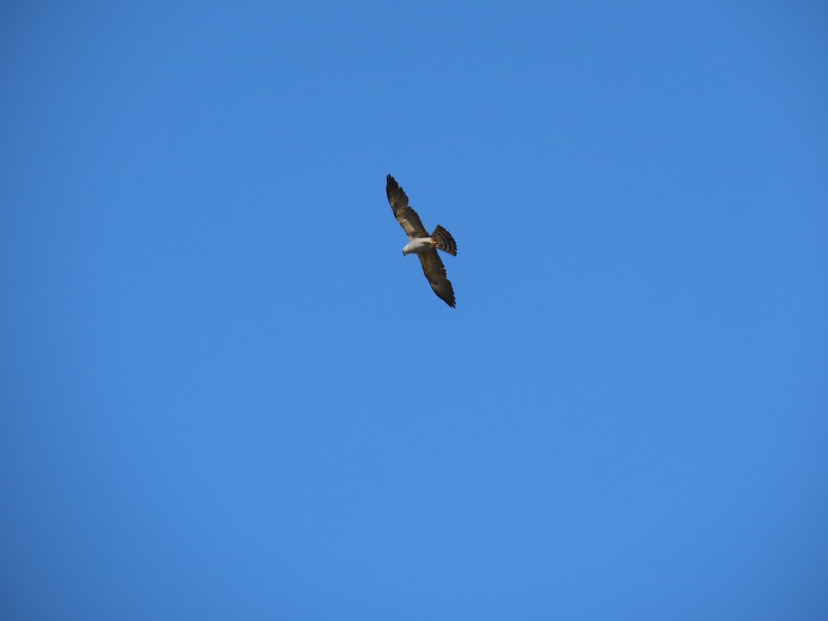 Mississippi Kite - ML619884177