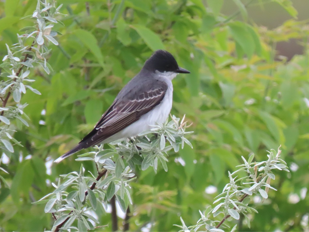 Eastern Kingbird - ML619884178