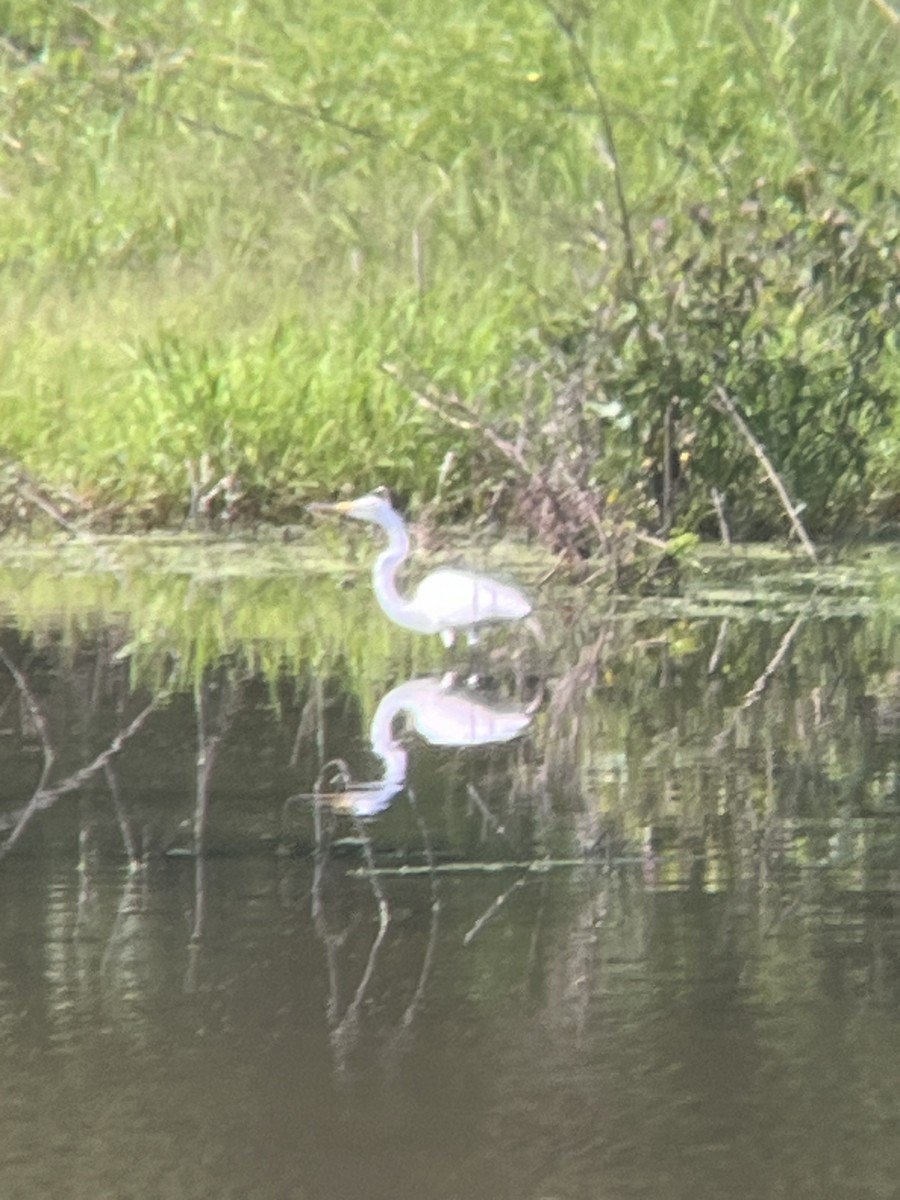 Great Egret - ML619884179