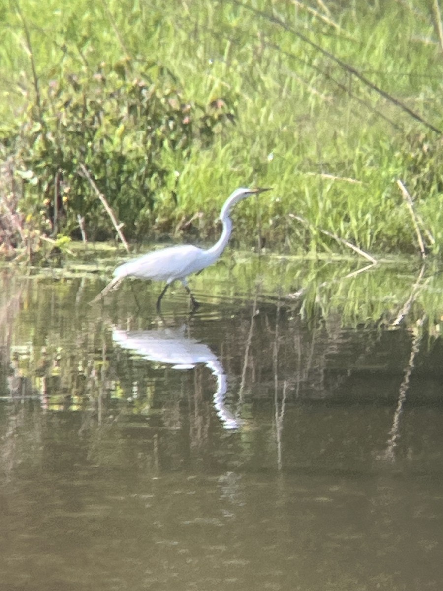 Great Egret - ML619884180