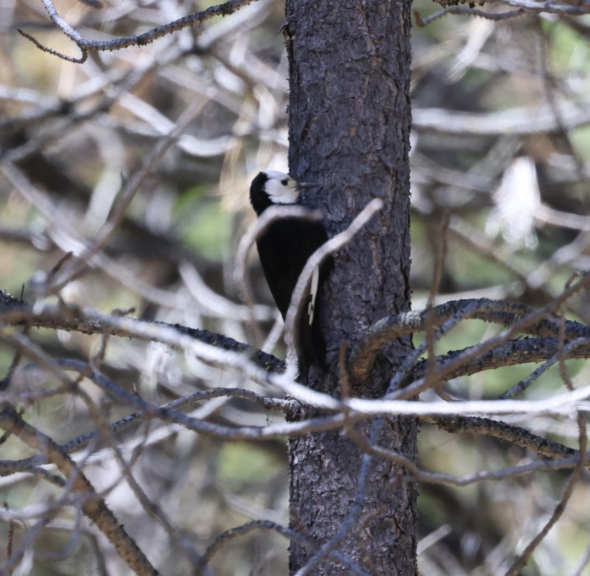 White-headed Woodpecker - ML619884181