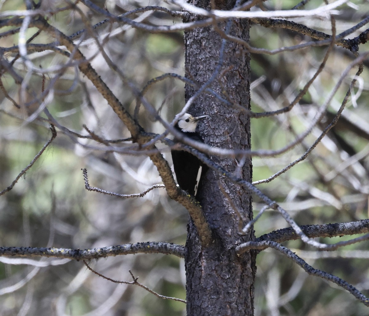 White-headed Woodpecker - ML619884182