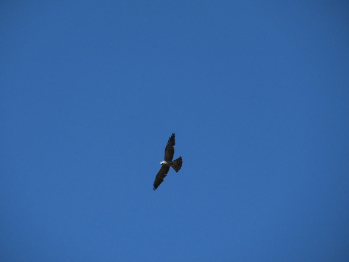 Mississippi Kite - ML619884183