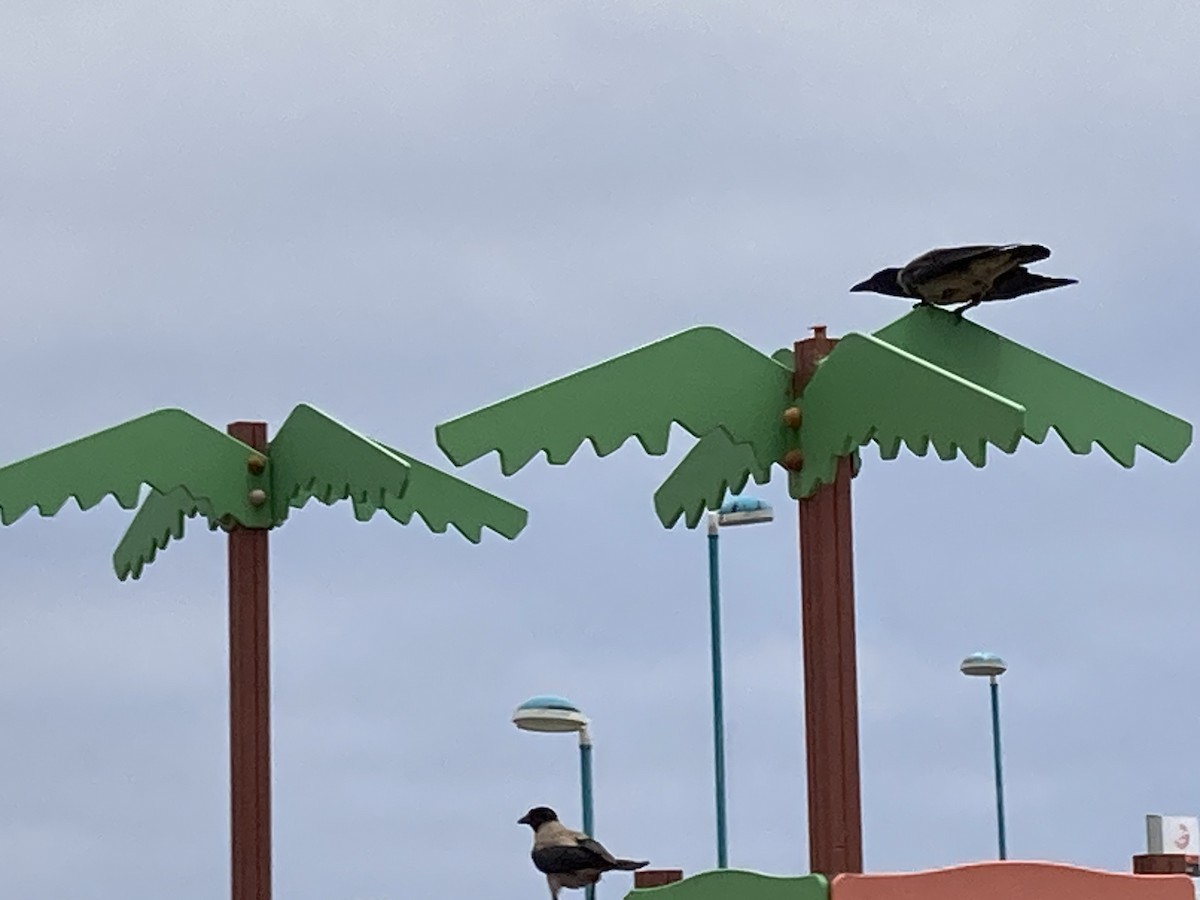 Hooded Crow - Petro Pynnönen