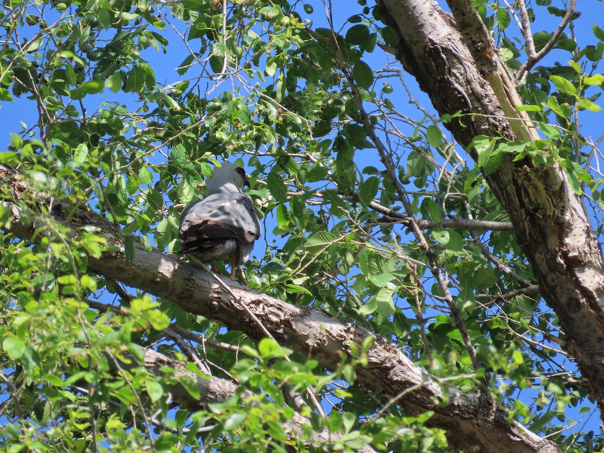 Mississippi Kite - ML619884189