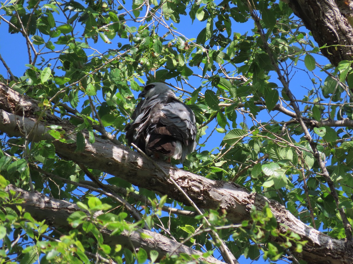 Mississippi Kite - ML619884191