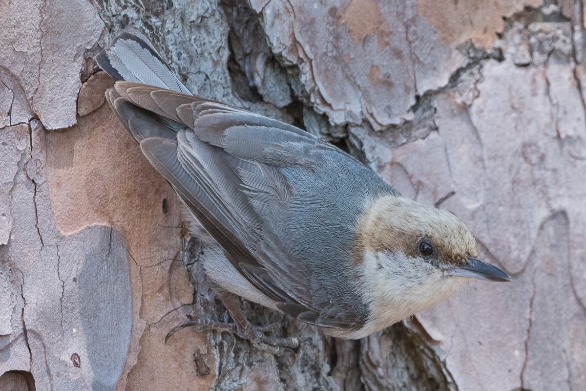 Brown-headed Nuthatch - ML619884195