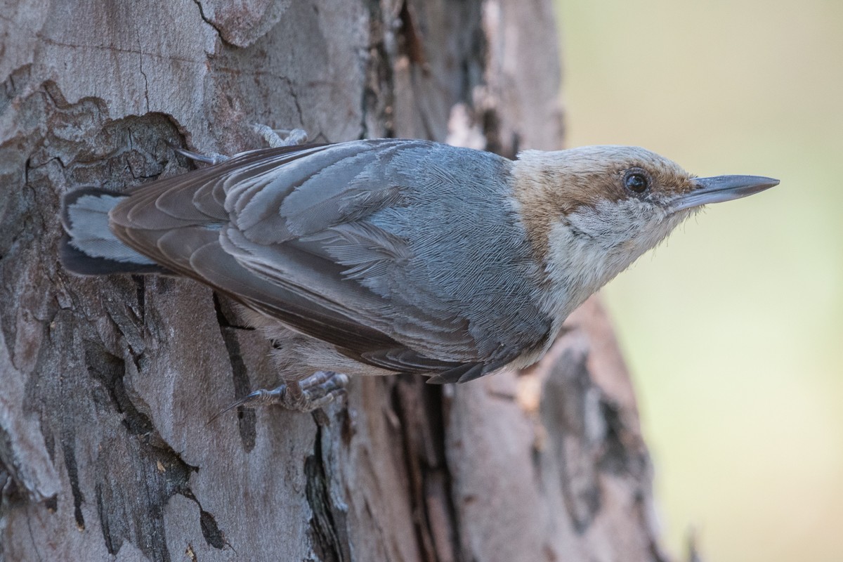 Brown-headed Nuthatch - ML619884196