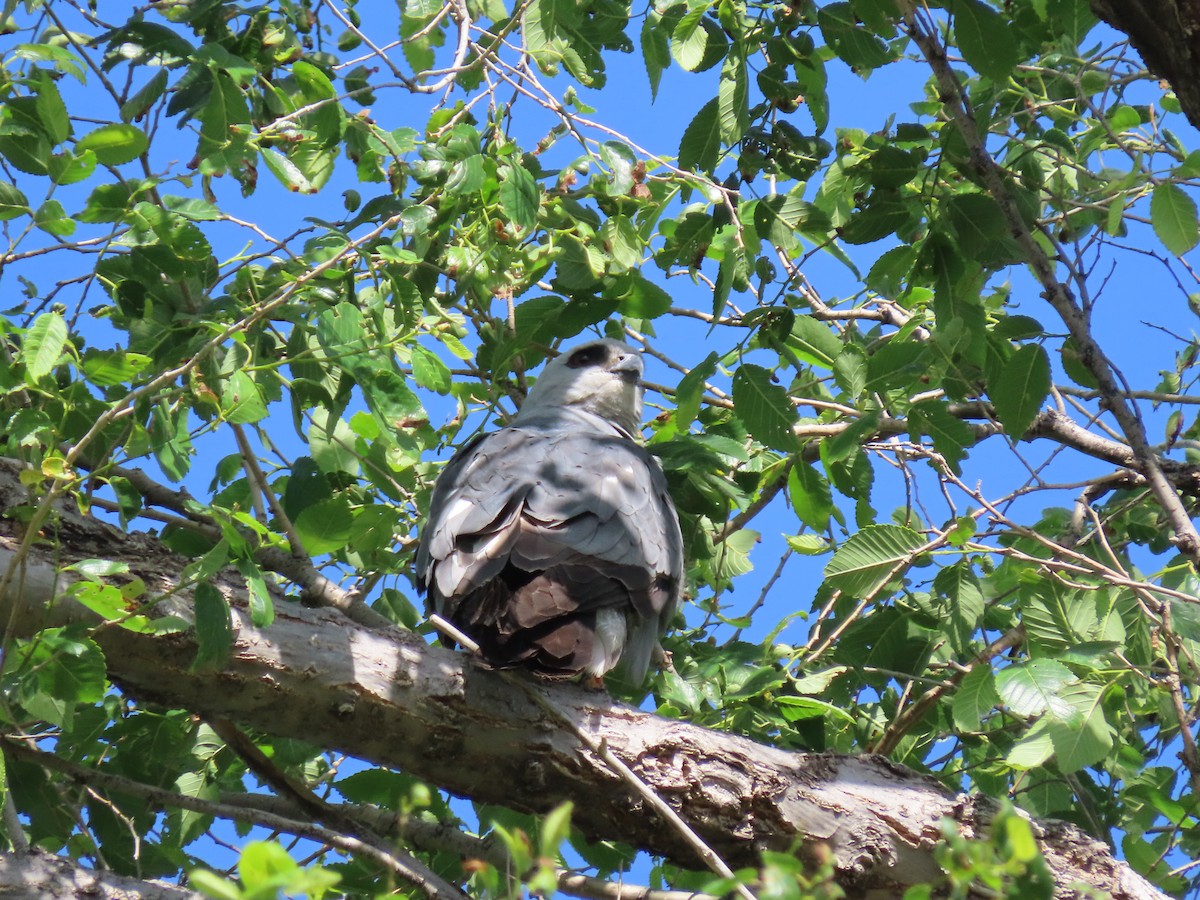 Mississippi Kite - ML619884198