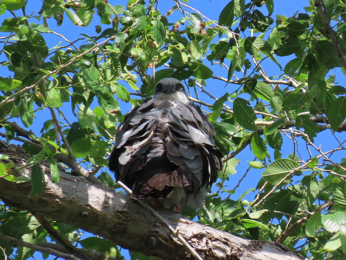 Mississippi Kite - ML619884206