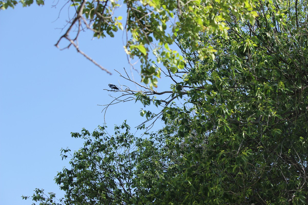 Mississippi Kite - ML619884212