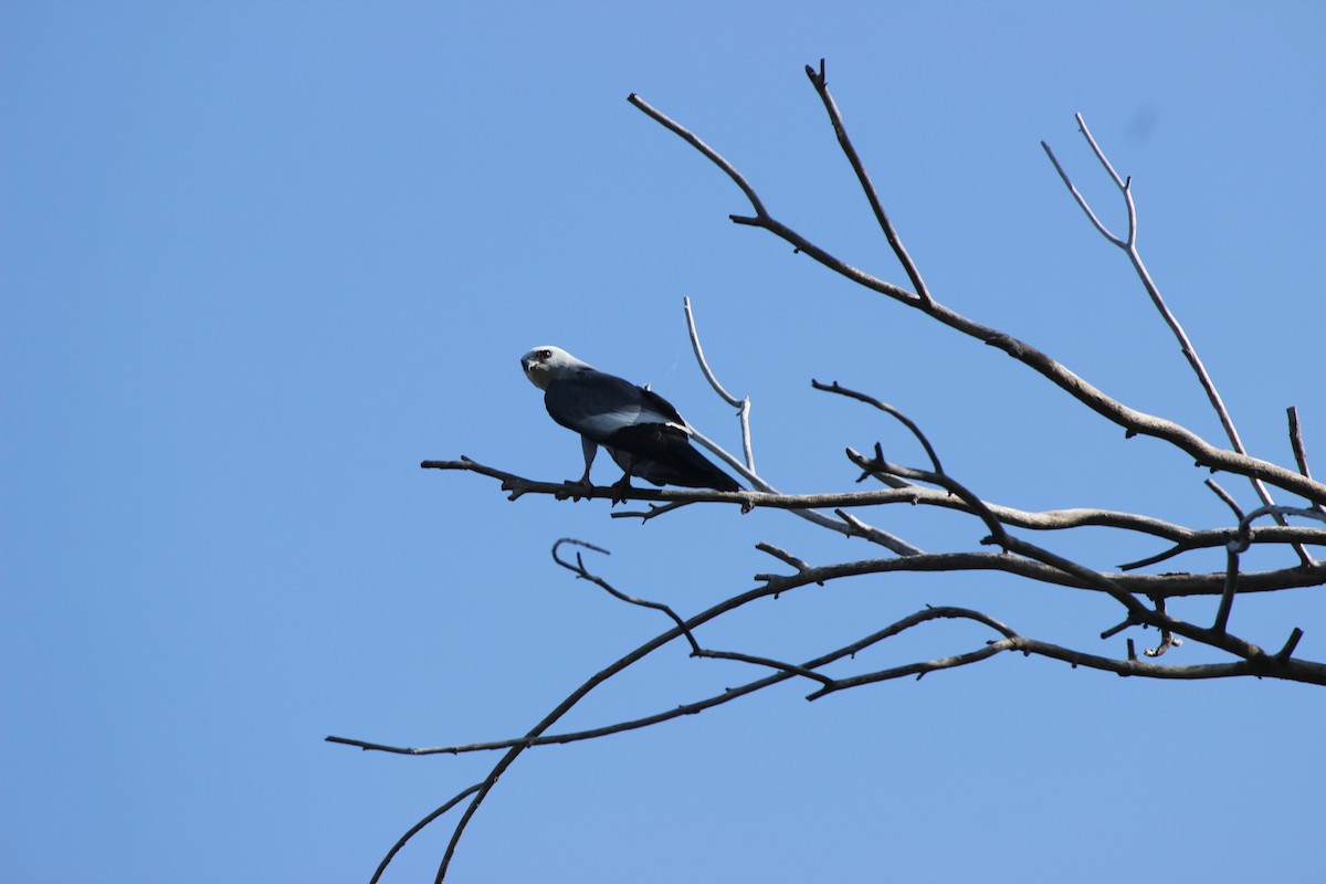 Mississippi Kite - Mike & Angela Stahl