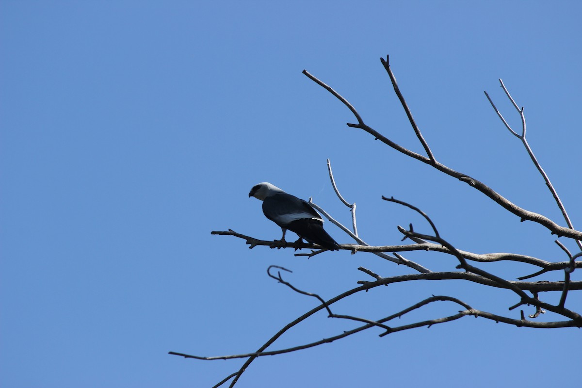 Mississippi Kite - ML619884228