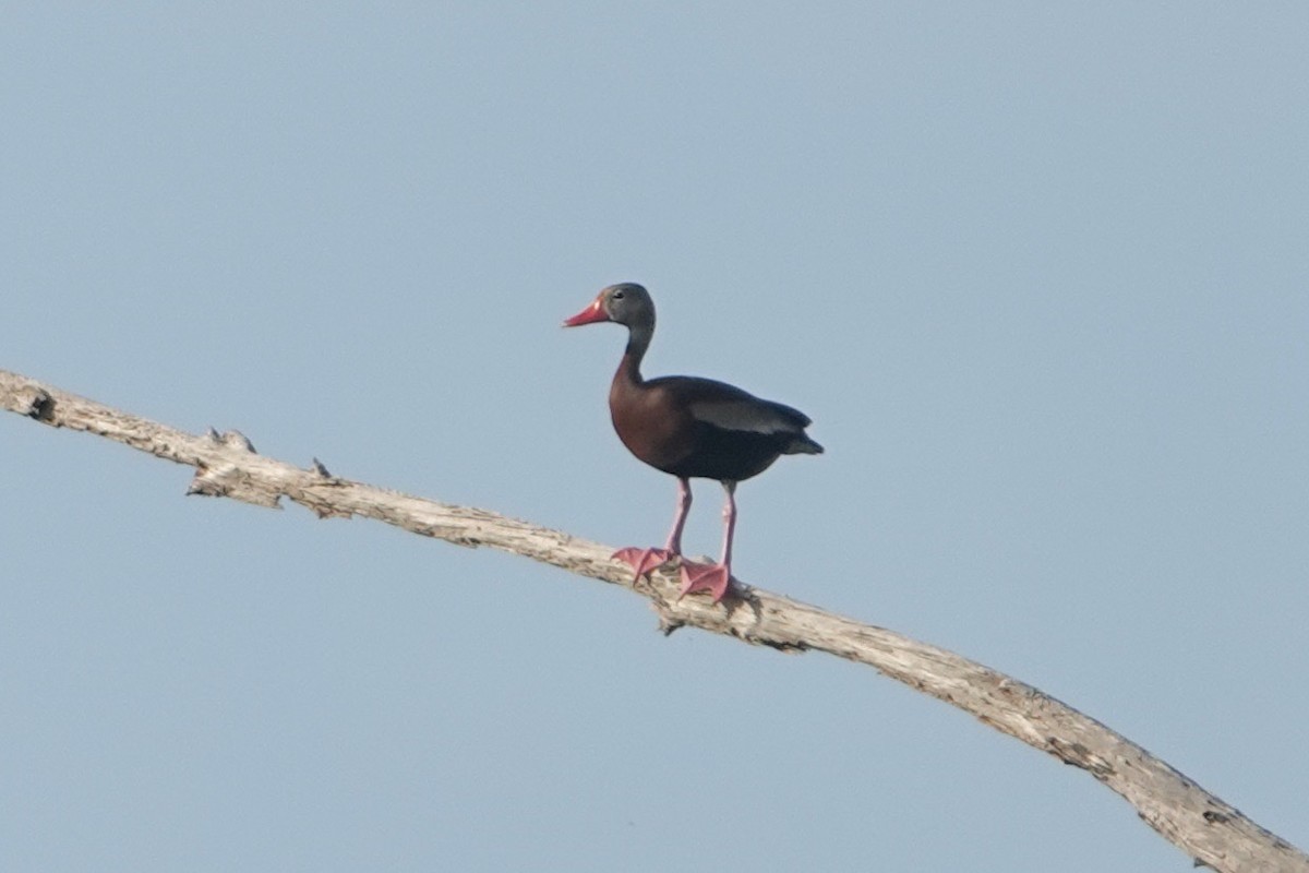 Black-bellied Whistling-Duck - ML619884243