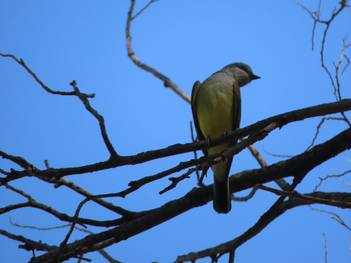 Western Kingbird - ML619884244