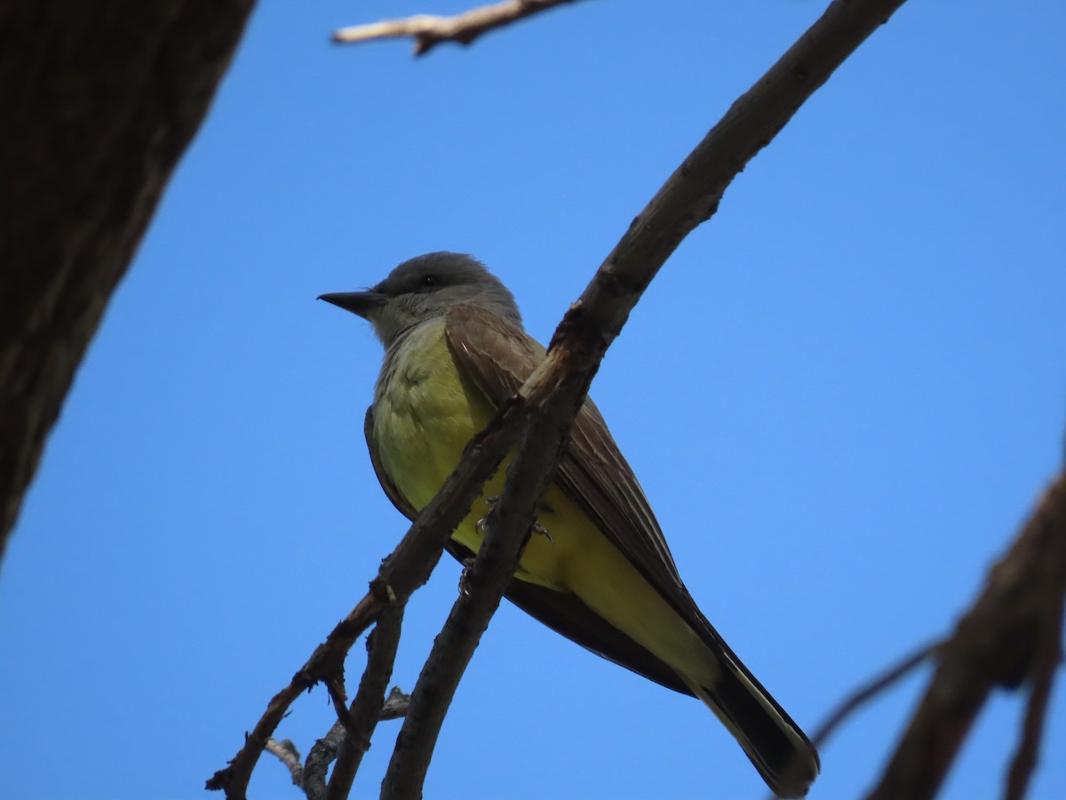 Western Kingbird - ML619884248